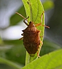stink bug, apateticus sp..jpg